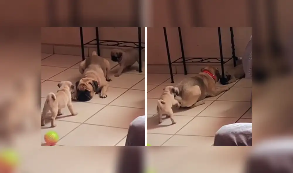 Desliza las imágenes hacia la izquierda para apreciar la cruel broma que le jugaron dos cachorros a su padre. Desliza las imágenes hacia la izquierda para apreciar la cruel broma que le jugaron dos cachorros a su padre.