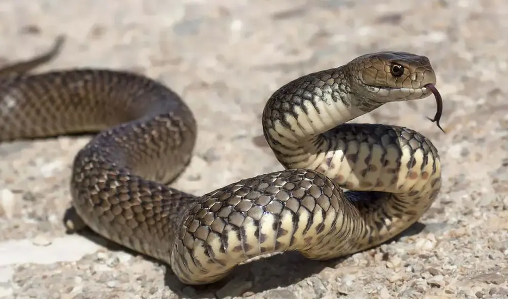 Hasta ahora se creía que las serpientes no poseían clítoris o que este órgano no era funcional. Foto: referencial / Britannica Hasta ahora se creía que las serpientes no poseían clítoris o que este órgano no era funcional. Foto: referencial / Britannica