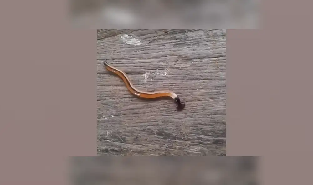 Un video viral de YouTube muestra el extraño aspecto de de un gusano martillo que fue hallado dentro de una vivienda en Tailandia. Un video viral de YouTube muestra el extraño aspecto de de un gusano martillo que fue hallado dentro de una vivienda en Tailandia.