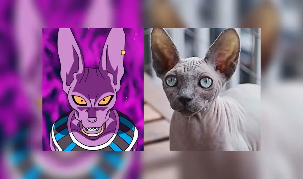 Dragon Ball Super: así reaccionó un 'gato egipcio' cuando tuvo encuentro con "Bills", el Dios de la Destrucción [FOTOS]