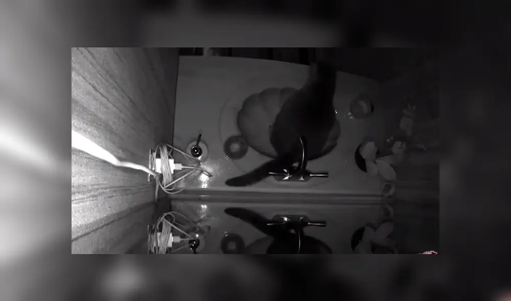 Desliza hacia la izquierda para descubrir lo que hacía un gato que se ha vuelto viral en YouTube.