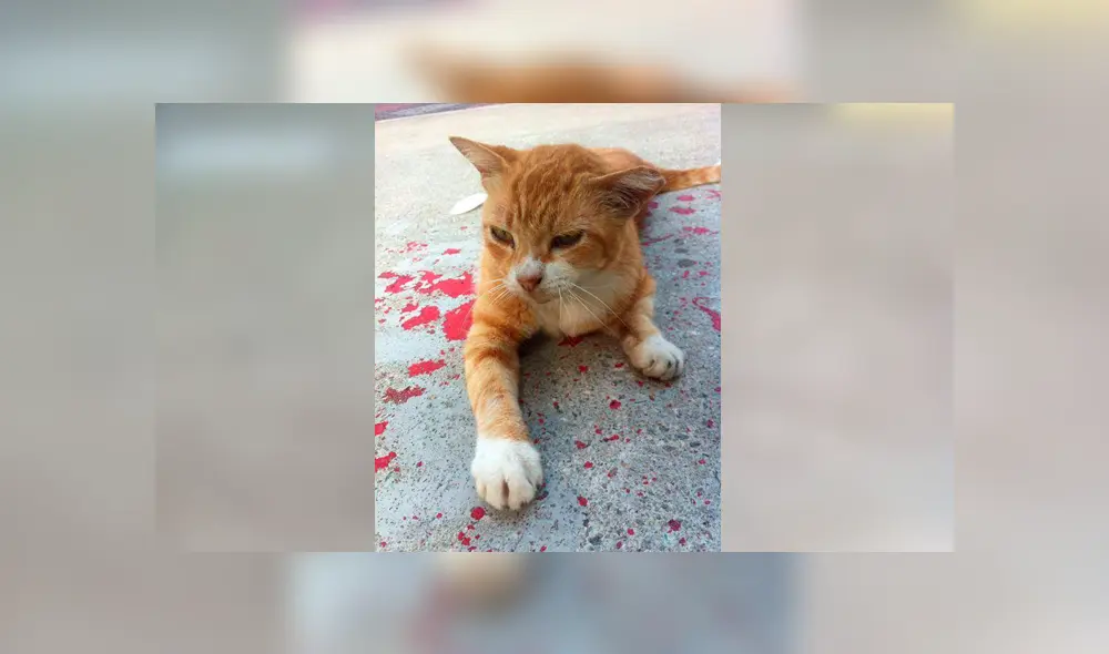 Desliza para ver los detalles de esta historia que se viralizó en Facebook. Foto: Captura. Desliza para ver los detalles de esta historia que se viralizó en Facebook. Foto: Captura.