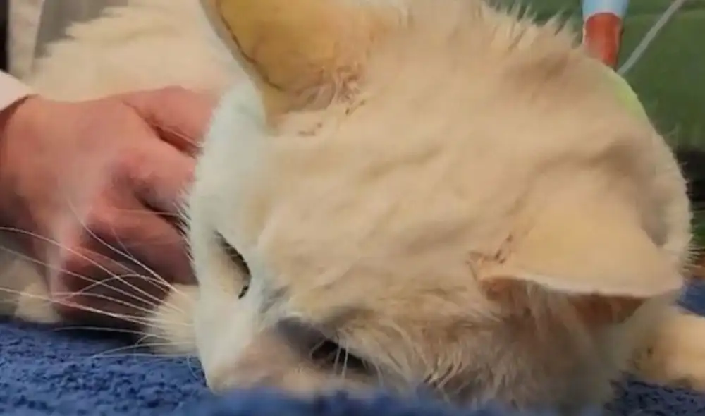 La gata fue encontrada en situación de abandono por la Sociedad Protectora de Animales de Charleston. Foto: Charleston Animal Society La gata fue encontrada en situación de abandono por la Sociedad Protectora de Animales de Charleston. Foto: Charleston Animal Society