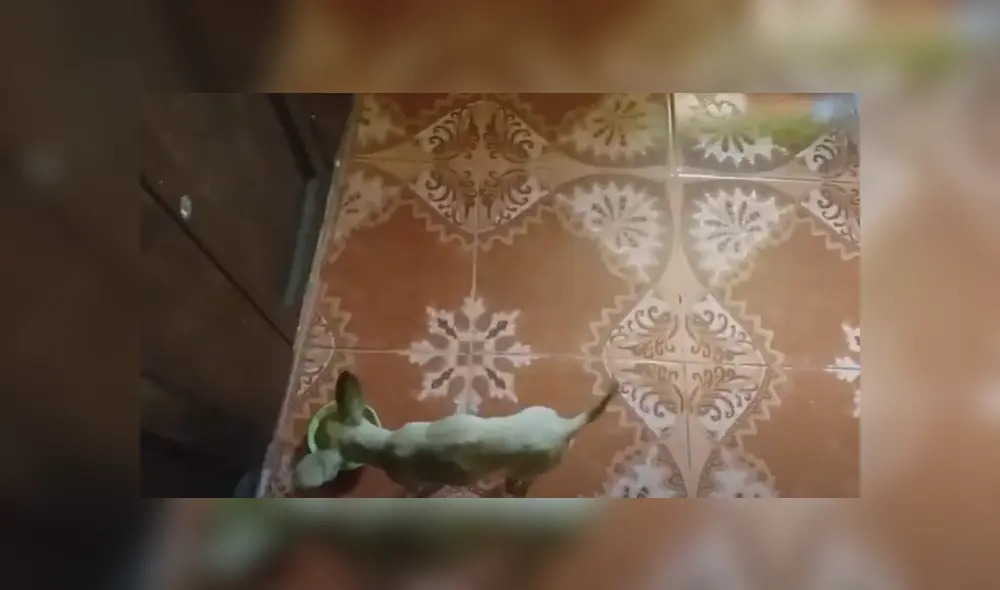 Desliza hacia la izquierda para ver las imágenes del viral de Facebook. Foto: Captura. Desliza hacia la izquierda para ver las imágenes del viral de Facebook. Foto: Captura.