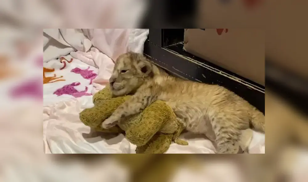 Desliza a la izquierda para ver más sobre este tierno viral de Facebook. Foto: Captura