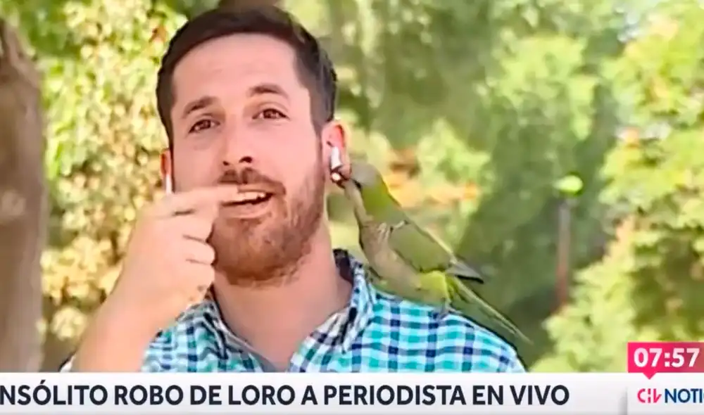 El periodista no podía creer lo que había pasado y se quedó inmóvil mientras veía cómo el ave se iba a su escondite. Foto: composición LR/TikTok/@chv_noticias El periodista no podía creer lo que había pasado y se quedó inmóvil mientras veía cómo el ave se iba a su escondite. Foto: composición LR/TikTok/@chv_noticias