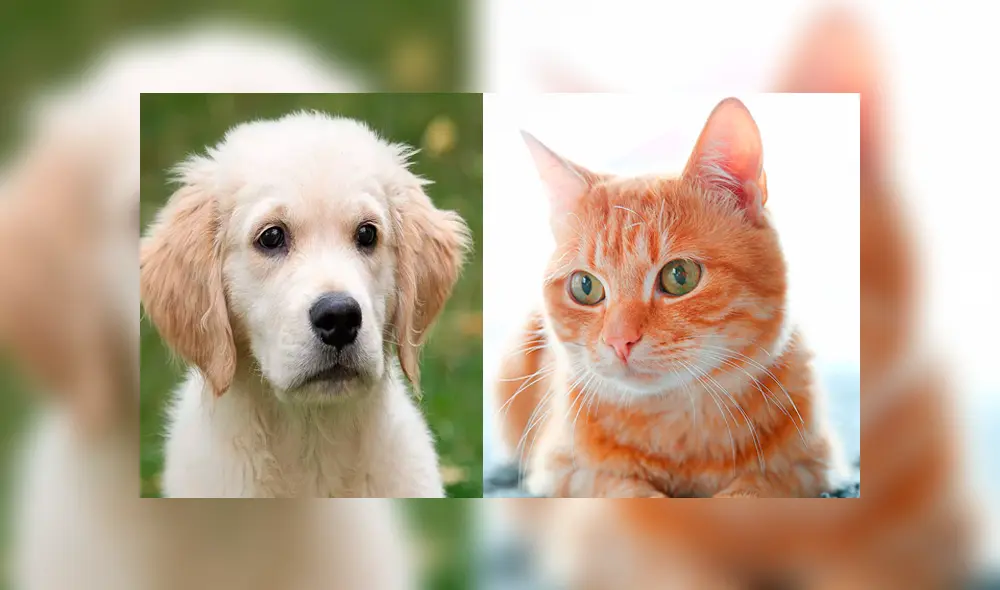 Video es viral en Facebook. La mujer revisó el video de seguridad y quedó impactada, luego de saber lo que sus queridas mascotas hacen cuando no está en casa. Foto: Captura. Video es viral en Facebook. La mujer revisó el video de seguridad y quedó impactada, luego de saber lo que sus queridas mascotas hacen cuando no está en casa. Foto: Captura.