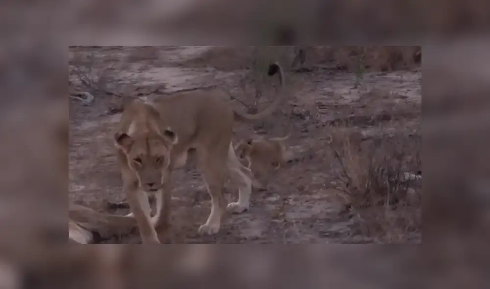 Turistas se topan con familia de leones y graban conmovedora escena jamás antes vista. Turistas se topan con familia de leones y graban conmovedora escena jamás antes vista.