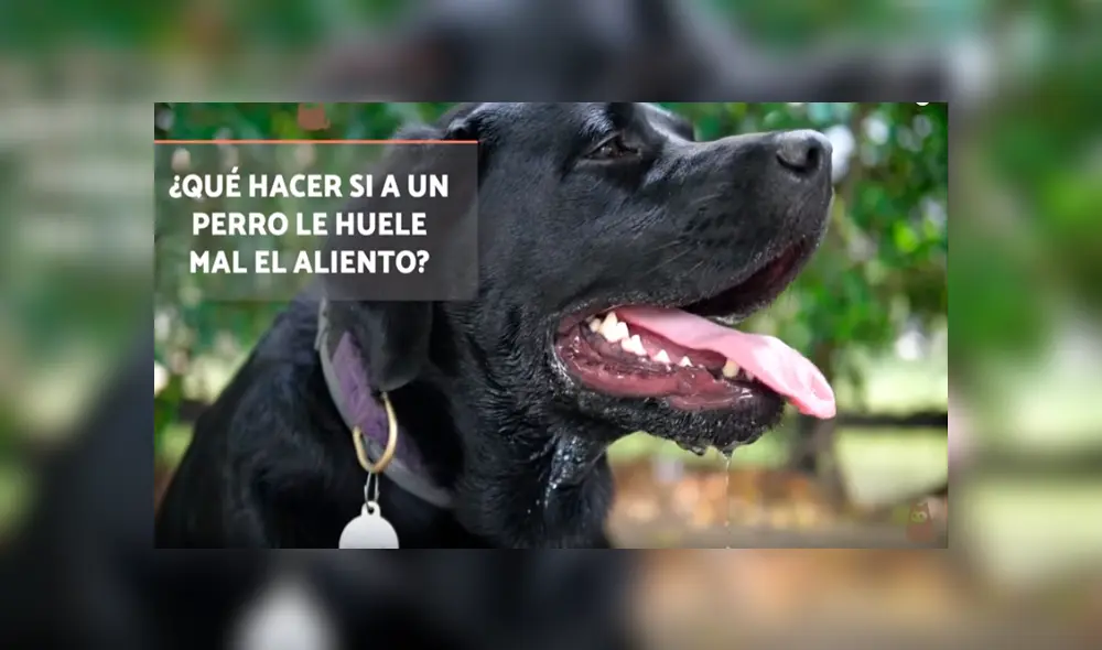 Desliza para ver los detalles de este video viral de YouTube. Foto: Captura.