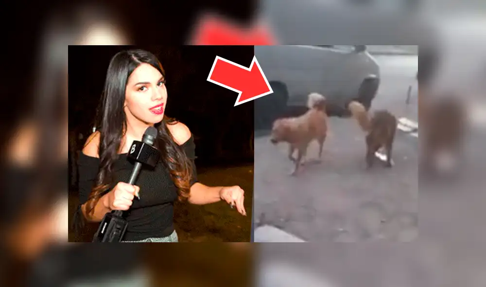 Facebook viral: risas por perro que escapó de su pareja al oír a la 'Chica Badabun' [VIDEO]