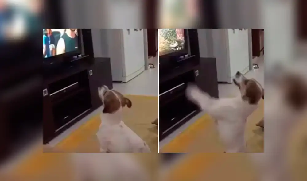YouTube: la curiosa reacción de un perro al escuchar la canción ‘Despacito’ se vuelve viral [VIDEO]