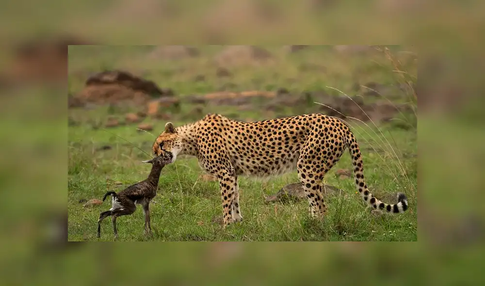 La hembra de guepardo actuó con instinto maternal al ver al antílope recién nacido. Foto: Federico Veronesi La hembra de guepardo actuó con instinto maternal al ver al antílope recién nacido. Foto: Federico Veronesi