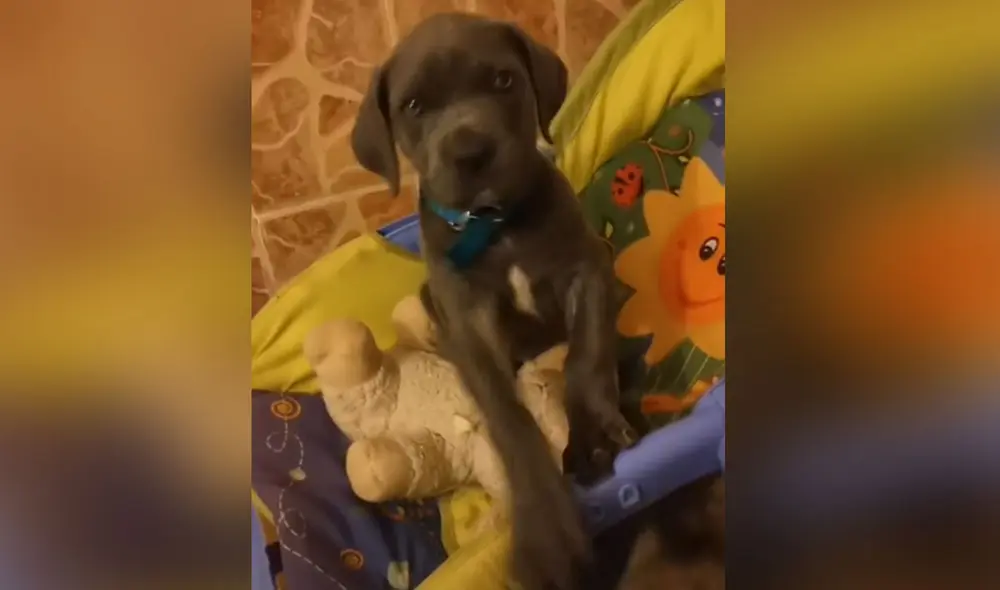 Desliza las imágenes para ver más detalles sobre esta curiosa escena que es viral en redes sociales. Foto: captura de TikTok Desliza las imágenes para ver más detalles sobre esta curiosa escena que es viral en redes sociales. Foto: captura de TikTok