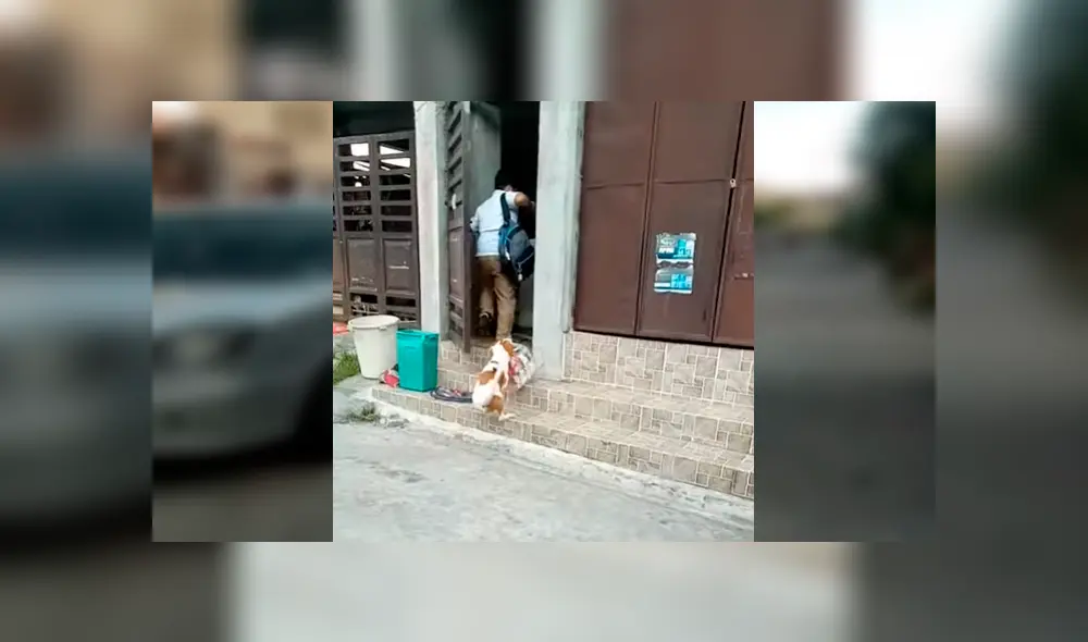 El can se ha ganado la admiración de todos en YouTube y otras redes, al ser captado ayudando a su dueña con las compras del supermercado. El can se ha ganado la admiración de todos en YouTube y otras redes, al ser captado ayudando a su dueña con las compras del supermercado.