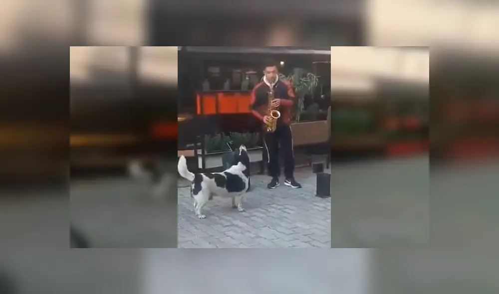 Video es viral en Facebook. El can sorprendió a varias personas que pasaban por el lugar por su singular conducta al toparse con un músico callejero Video es viral en Facebook. El can sorprendió a varias personas que pasaban por el lugar por su singular conducta al toparse con un músico callejero