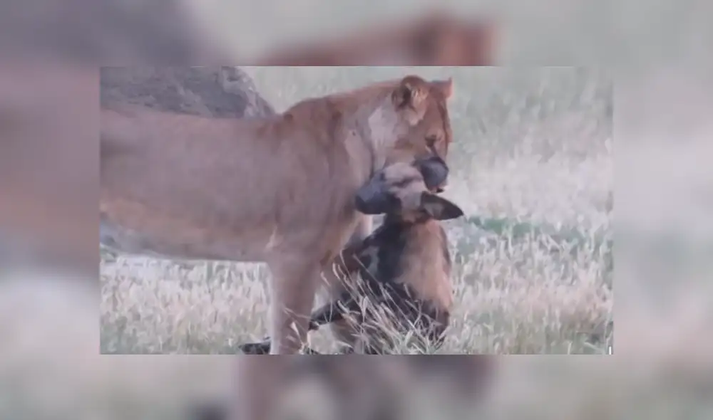 YouTube viral: Astuta hiena finge estar muerta para evitar que hambriento león la asesine [VIDEO]