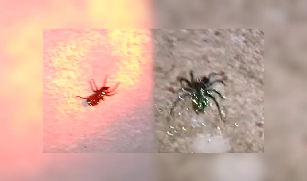 Una familia encuentra una extraña araña brillante con sus crías dentro de su casa. Una familia encuentra una extraña araña brillante con sus crías dentro de su casa.