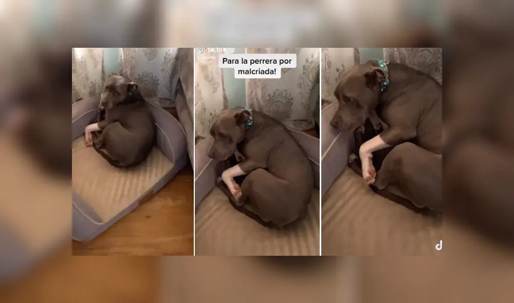 Desliza las imágenes para ver más sobre esta 'traviesa' perrita que es viral en TikTok. Desliza las imágenes para ver más sobre esta 'traviesa' perrita que es viral en TikTok.