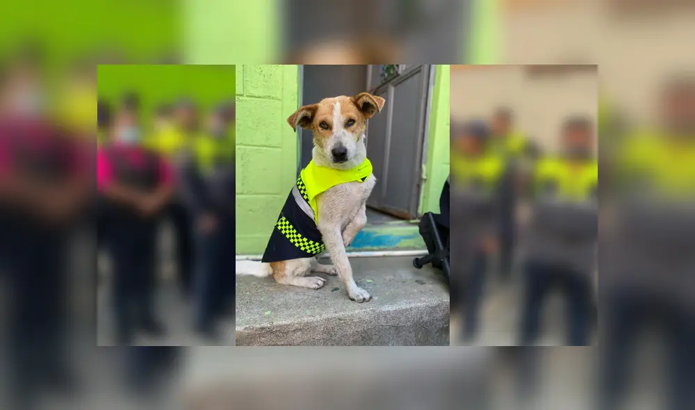 Desliza para ver las fotos de este perro que se volvió 'famoso' en Facebook. Foto: Captura.