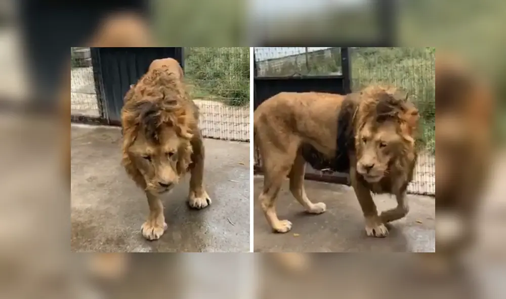 Desliza hacia la izquierda para ver las imágenes del viral de YouTube. Foto: Captura. Desliza hacia la izquierda para ver las imágenes del viral de YouTube. Foto: Captura.