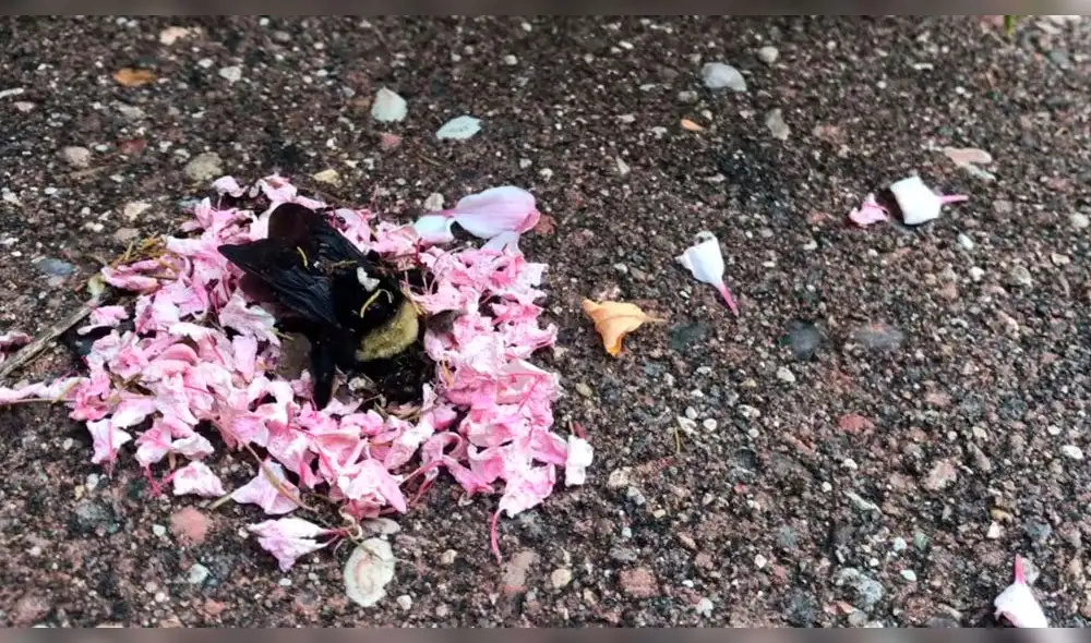 Facebook: hormigas realizan un emotivo funeral a una abeja reina [VIDEO]