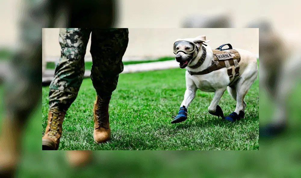 México: perros de rescate