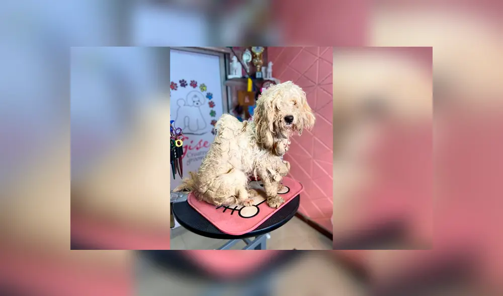 Desliza las imágenes para apreciar el radical cambio que obtuvo un perro abandonado tras asistir al veterinario. Foto: Gisela Gonzalez.