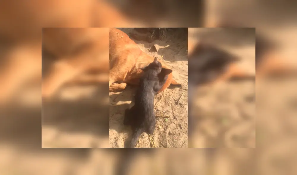 Es viral en Facebook. El dueño de los animales se percató de la emotiva escena y la grabó para compartirla en redes sociales Es viral en Facebook. El dueño de los animales se percató de la emotiva escena y la grabó para compartirla en redes sociales