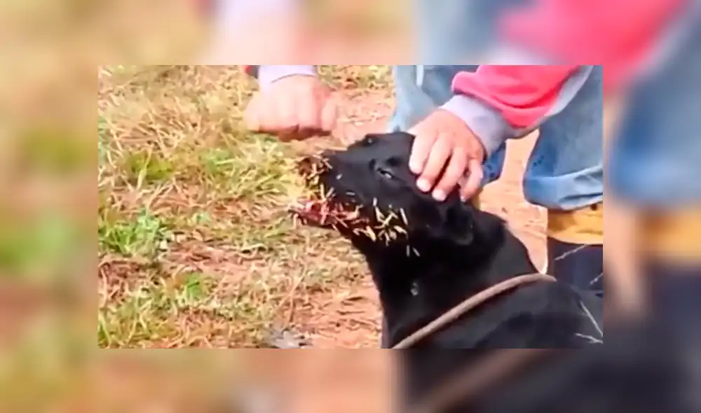Facebook: perros atacan a un puercoespín y se llevan la peor lección de todas
