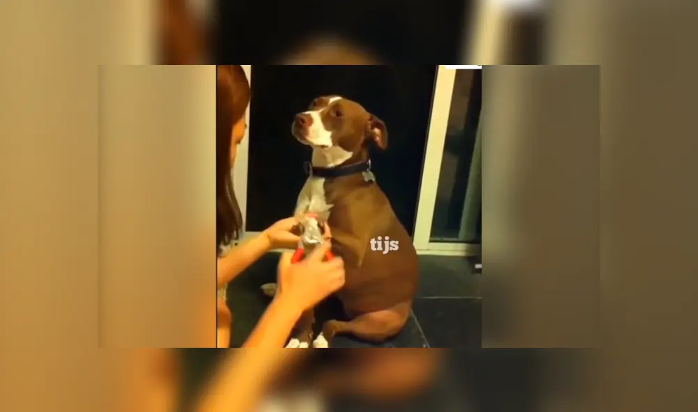 Facebook viral: chica le corta las uñas a su perro y este tiene una dramática reacción. Si quieres verlo desliza cada imagen hacia la izquierda.