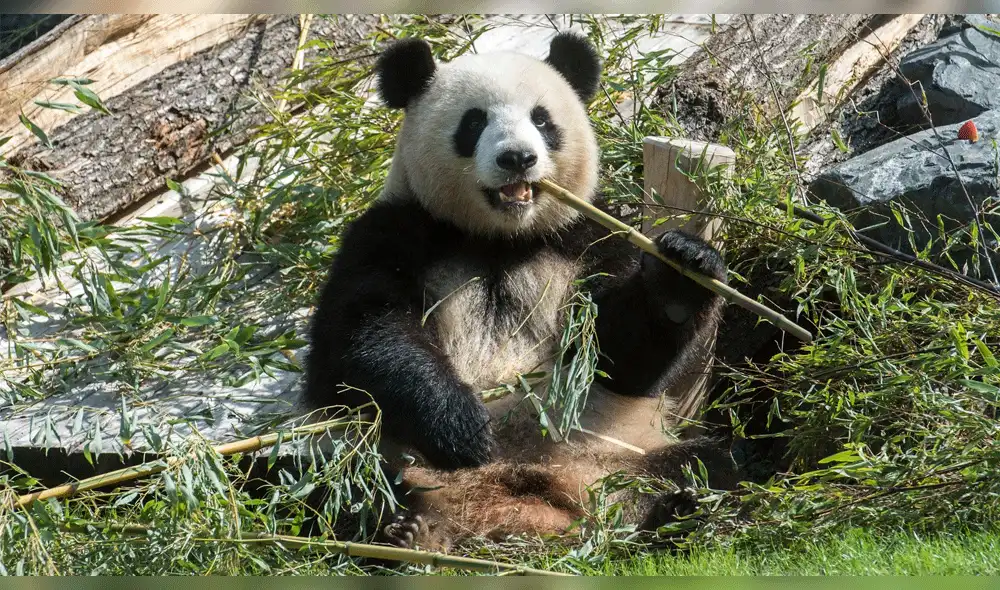 Primer oso panda alemán nacería en zoológico de Berlín 