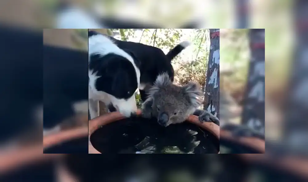 Captan conmovedor momento en el que perro y koala comparten agua durante sequía [VIDEO]