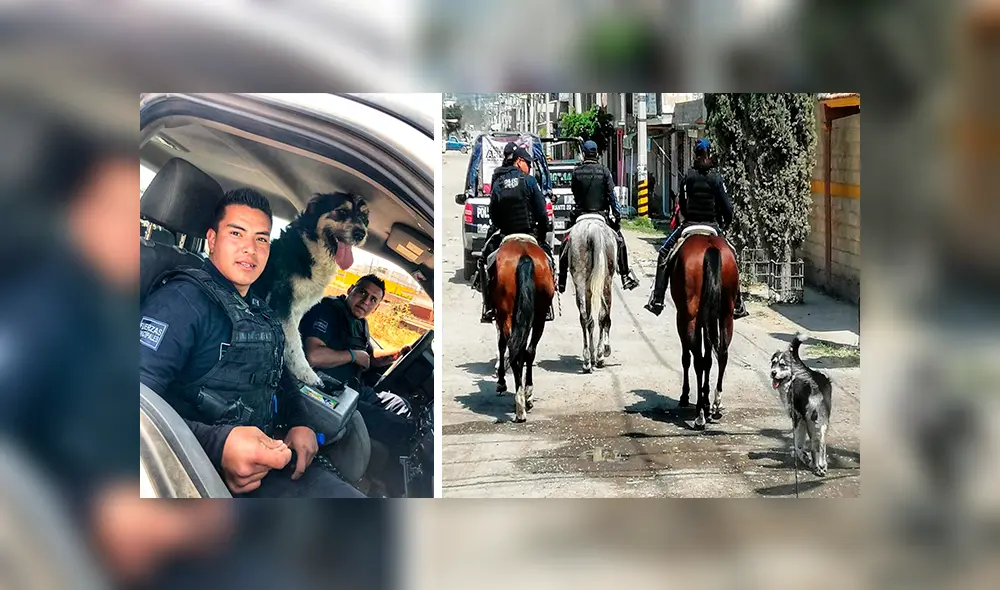 Desliza las imágenes hacia la izquierda para observar las labores de un perro que fue acogido por un grupo de policías. Desliza las imágenes hacia la izquierda para observar las labores de un perro que fue acogido por un grupo de policías.