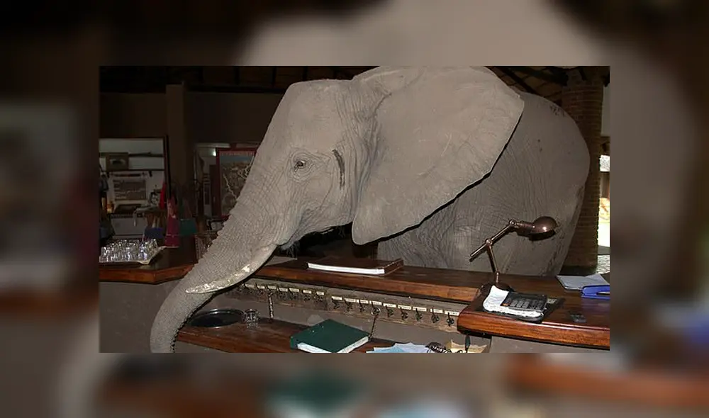 Desliza la imagen de Facebook para ver todas las fotos. (Foto: Mfuwe Lodge) Desliza la imagen de Facebook para ver todas las fotos. (Foto: Mfuwe Lodge)