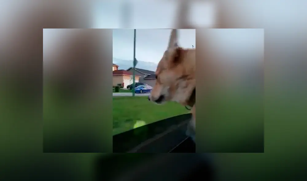 Desliza las imágenes hacia la izquierda para apreciar la emotiva reacción de un perro al perder su juguete favorito. Desliza las imágenes hacia la izquierda para apreciar la emotiva reacción de un perro al perder su juguete favorito.