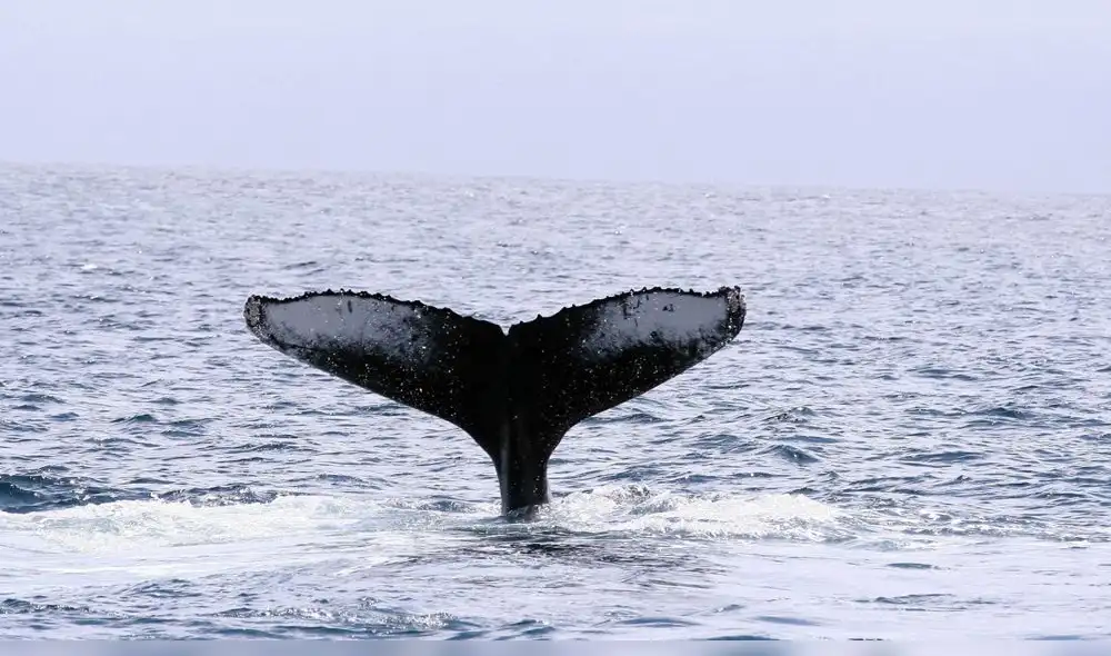 Japón podría retirarse de comisión internacional para poder a volver cazar ballenas