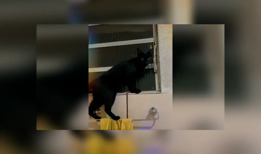 Desliza las imágenes para apreciar la increíble acción de un gato al trepar las paredes para escapar de casa. Foto: Captura.