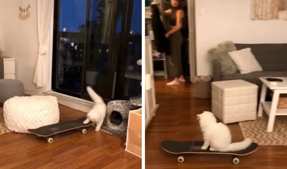 Desliza las imágenes para descubrir la destreza de un gato al subir a un skate que su dueña dejó en la sala. Foto: captura de TikTok