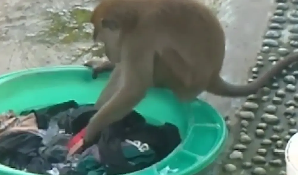 Mono aprovecha ausencia de joven para lavar la ropa. Foto: Usuario/Facebook. Mono aprovecha ausencia de joven para lavar la ropa. Foto: Usuario/Facebook.