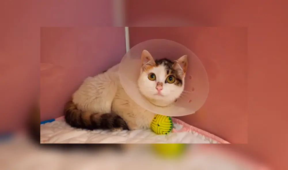 YouTube viral: gata discapacitada vuelve a ver a su bebé luego de meses y protagoniza emotivo reencuentro YouTube viral: gata discapacitada vuelve a ver a su bebé luego de meses y protagoniza emotivo reencuentro