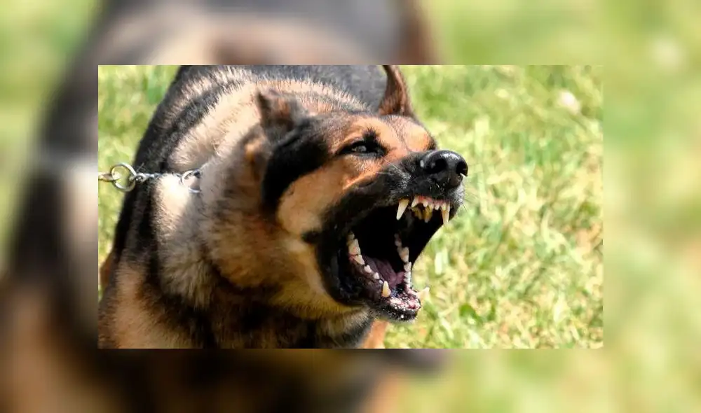 Las autoridades dijeron que llegaron y encontraron a la joven inconsciente por las mordeduras de los perros. Foto: difusión. Las autoridades dijeron que llegaron y encontraron a la joven inconsciente por las mordeduras de los perros. Foto: difusión.