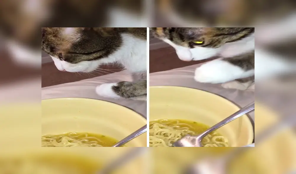 En YouTube, un chico olvidó su plato de comida sobre la mesa y no imaginó que su gato haría una travesura. En YouTube, un chico olvidó su plato de comida sobre la mesa y no imaginó que su gato haría una travesura.
