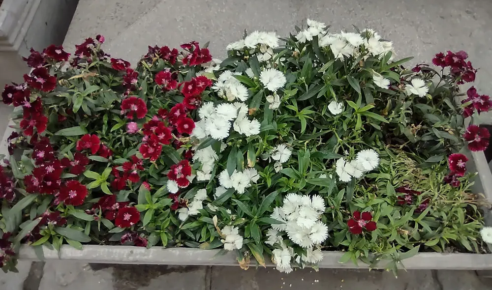 Fotografía tomada por el sensor macro del Moto G9 Plus. Foto: Edson Henriquez