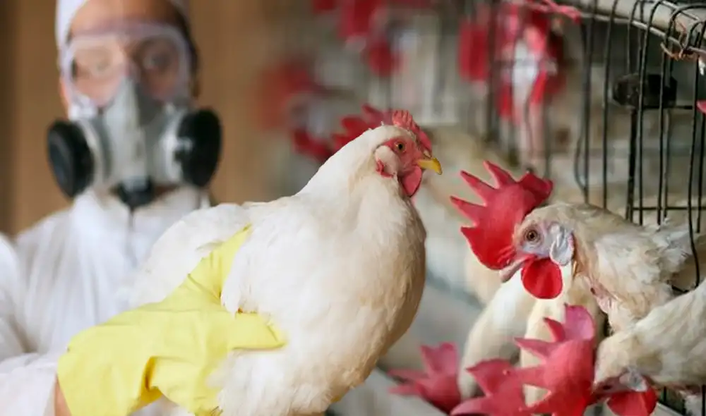 El sector avícola en Ecuador genera anualmente unos 1.800 millones de dólares y unos 300.000 empleos. Foto: composición LR/EFE