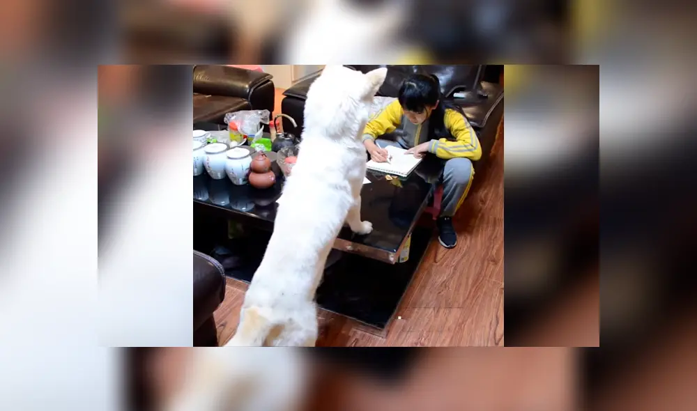 Desliza las imágenes hacia la izquierda para conocer el comportamiento de un perro para vigilar a su dueña. Foto: Captura.