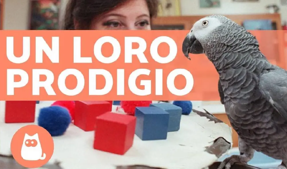 Alex llegó a conocer 150 palabras y decía las palabras "lo siento" y "te quiero". Foto: YouTube/Captura/Experto Animal Alex llegó a conocer 150 palabras y decía las palabras "lo siento" y "te quiero". Foto: YouTube/Captura/Experto Animal