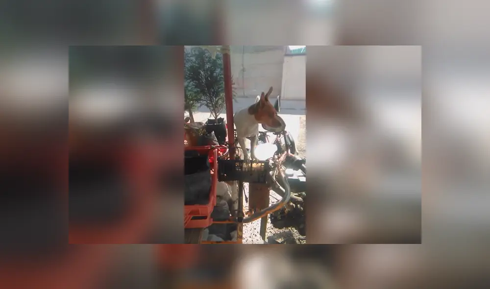 Desliza las imágenes para apreciar el tierno comportamiento de un perro para estar con su dueño en el trabajo. Fotocaptura: Facebook.