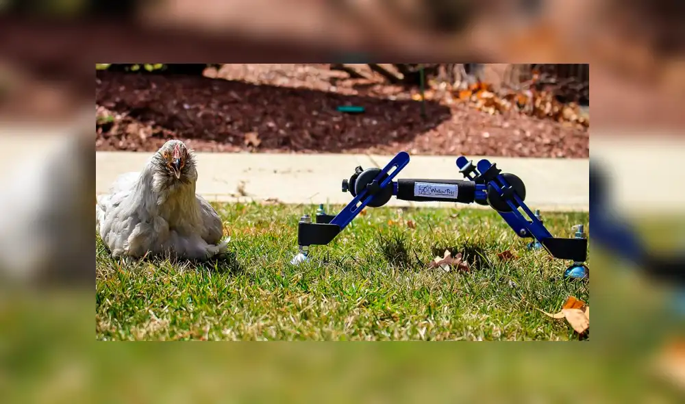 “Simplemente debería comérsela": presentadora de TV se burla de mascota de niña y genera rechazo [VIDEO]