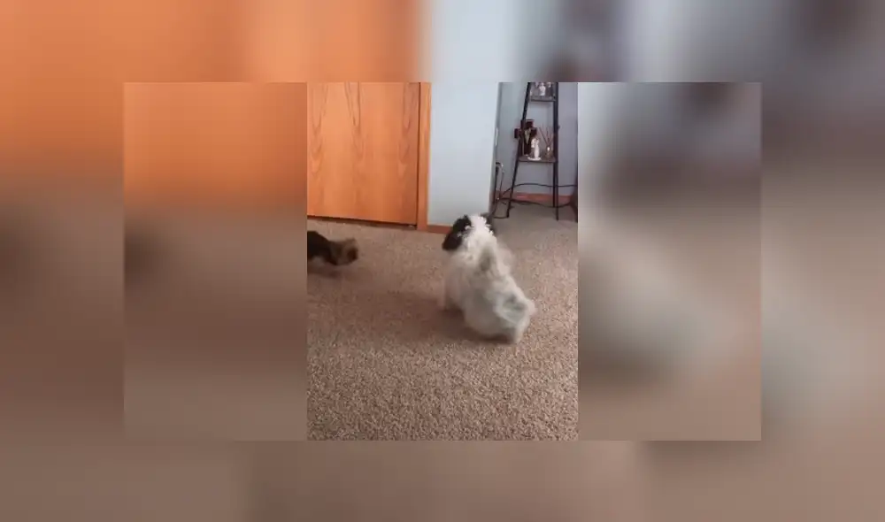 Desliza las imágenes para conocer el fuerte enfrentamiento que tuvieron dos perros para quedarse con un muñeco. Desliza las imágenes para conocer el fuerte enfrentamiento que tuvieron dos perros para quedarse con un muñeco.