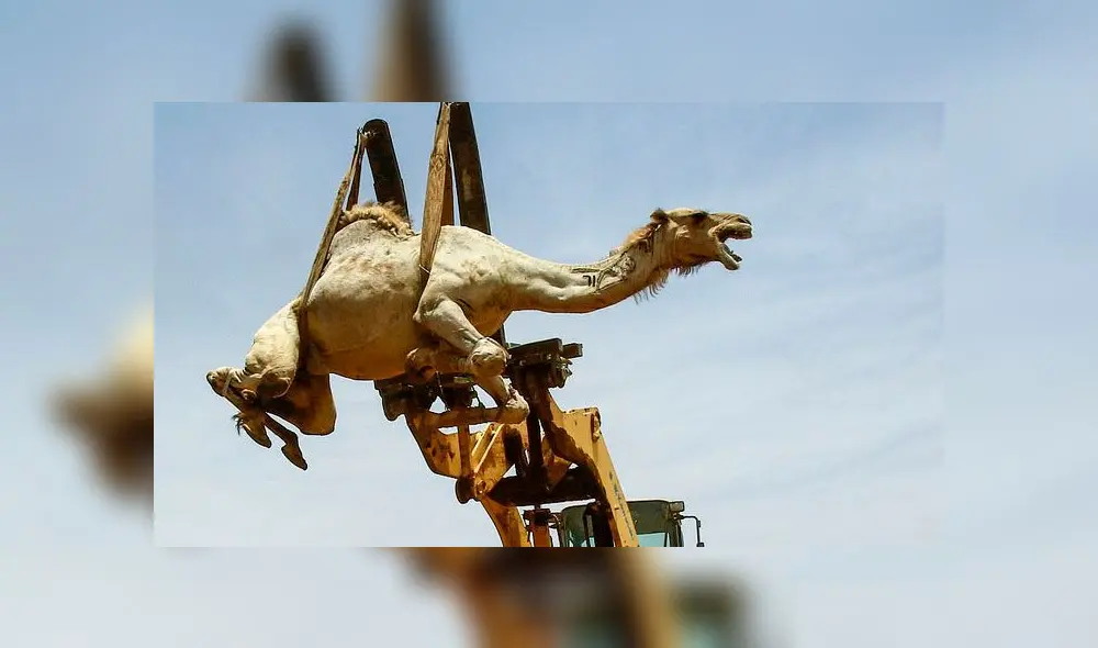 Maltrato de animal en Sudán. Foto: AFP.